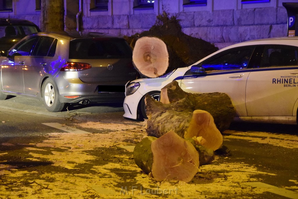 Baum auf PKWs Koeln Mitte Rheinuferstr Goldgasse P106.JPG - Miklos Laubert